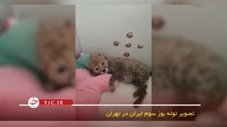 اولین تصویر توله یوزپلنگ سوم در تهران