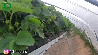 گزارش کوتاهی از بازدیدهای مزارع و گلخانه های آلمان در بازدید تیداپارس