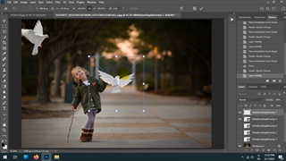 عکس کبوتر سفید لایه باز