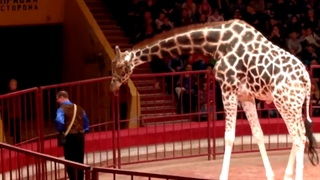 سیرک - نمایش زرافه