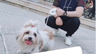 سگ خوشکل جذاب دخمل a2vira