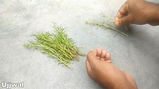 روش قلمه زدن و تکثیر گل و گیاه در خانه