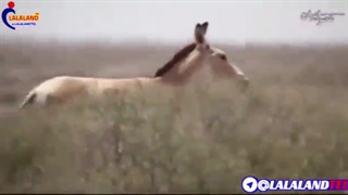 محبت انسان و حیوان نمیشناسد