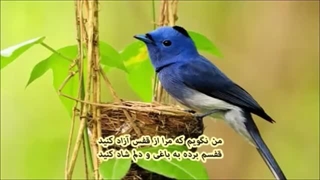 ملک الشعرای بهار- من نگویم که مرا از قفس آزاد کنید