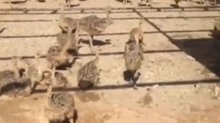 فروش شترمرغ یکماهه