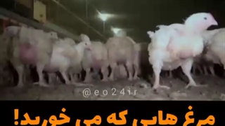 مرغ هایی که می خورید!