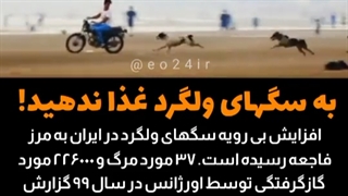 به سگهای ولگرد غذا ندهید!