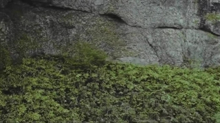 تاریخ آرتدال قسمت 14 زیرنویس‌چسبیده