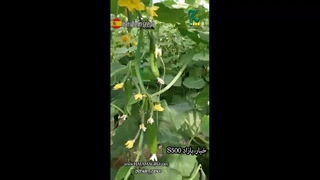 خیار رقم باراد s500 - شرکت مریدیم اسپانیا