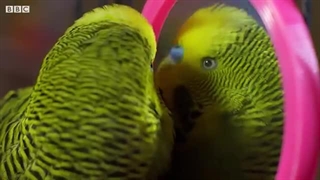 Budgie Talks To Owner To Stop Feeling Lonely | Pets: Wild At Heart | BBC Earth