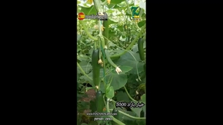 خیار رقم باراد s500 - شرکت مریدیم اسپانیا