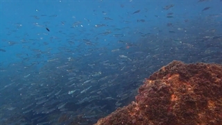 خانواده شیشهماهیان: Atherinidae