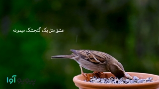 کلیپ زیبا درباره عشق