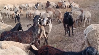 مبارزه بین گوسفندان
