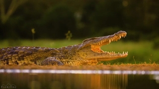 Wild Animals Of KwaZulu Natal South Africa