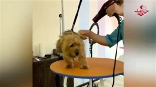 قسمت دوم «جزر و مد» منتشر شد؛ زندگی لاکچری حیوانات