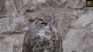 حیات وحش جغد ها
