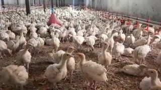 فروش بوقلمون ۲۵ روزه