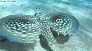 جالب ترین حیوانات اقیانوس