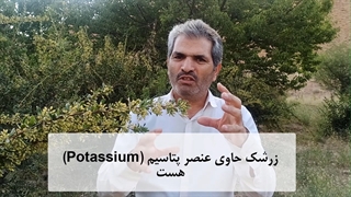 اگه قلبتون رو دوست دارین، میوه زرشک مصرف کنین ❤️