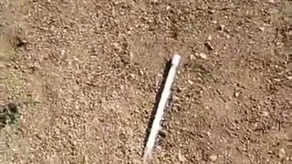 دمای سطح زمین در تابستان باور نکردنی است