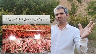 انواع زرشک چیست؟ (زرشک پفکی چیه؟ زرشک دانه اناری؟ زرشک زیر تالاری؟)