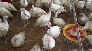 بوقلمون بیوتی گوشتی