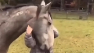 2.فریب ذهن : افسار اسب