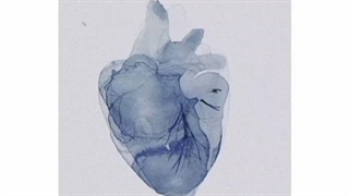 ENFP به عنوان چیزای رندوم