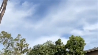 اسپینر پرنده