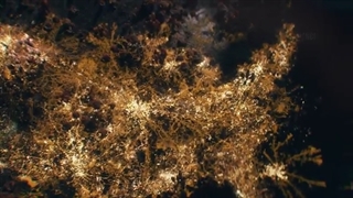 سریال آمریکایی آخرین بازمانده از ما | لست او اس 2023 قسمت ۲ +(The Last Of Us 2023)+ زیرنویس فارسی