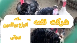 فروش جوجه بوقلمون با بهترین قیمت