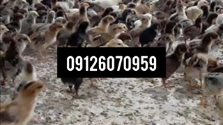 قیمت جوجه یک روزه بومی - طیور